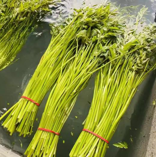 精选水芹400g 单份  ±20g 买放心菜就上瑞和泰 商品图0