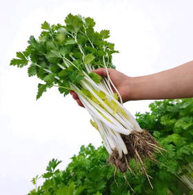 精选白芹300g 单份  ±15g 买放心菜就上瑞和泰