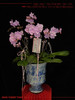 福满门庭 · 蝴蝶兰盆栽 商品缩略图2