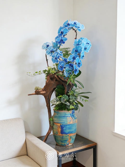 汇通四海-马卡龙蝴蝶兰蓝色 商品图0