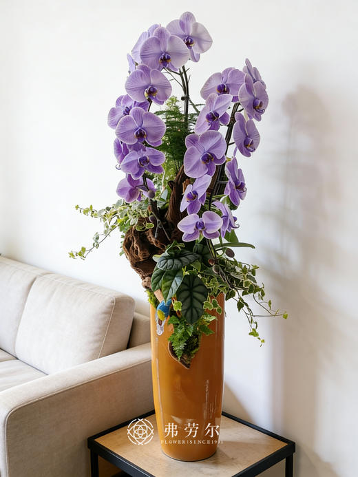 马卡龙蝴蝶兰紫色 商品图0