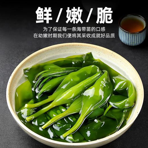 瓢虫鲜生海带苗 1*1份 单盒买放心菜就上瑞和泰 商品图0
