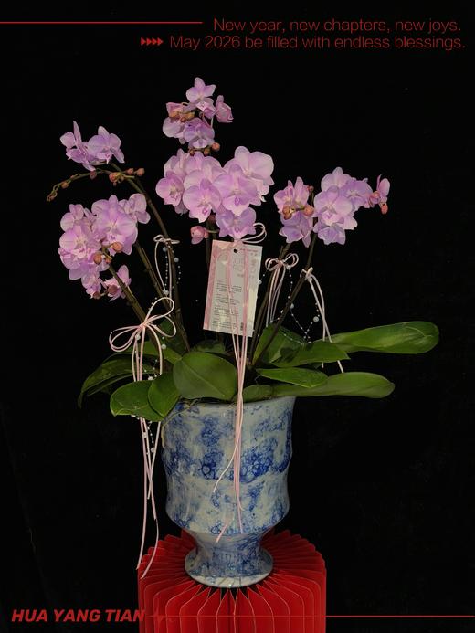 福满门庭 · 蝴蝶兰盆栽 商品图1