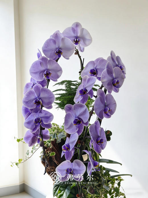 马卡龙蝴蝶兰紫色 商品图2