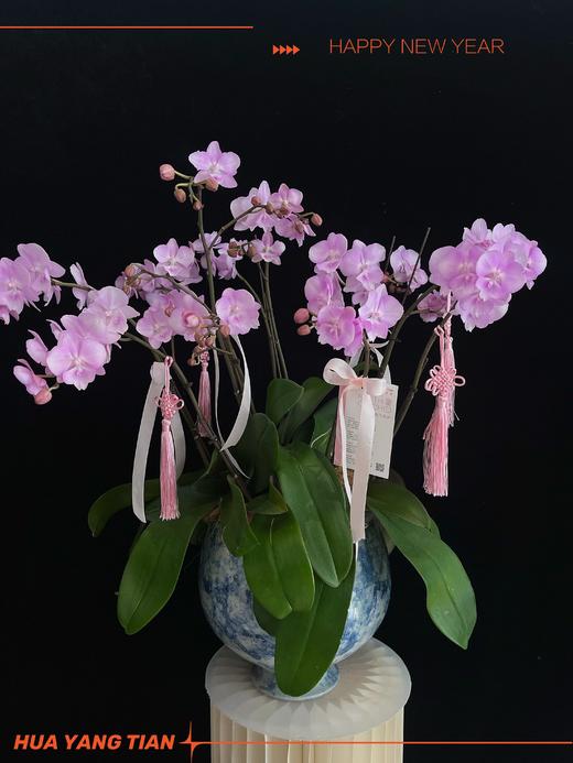 福气满满 · 蝴蝶兰盆栽 商品图1