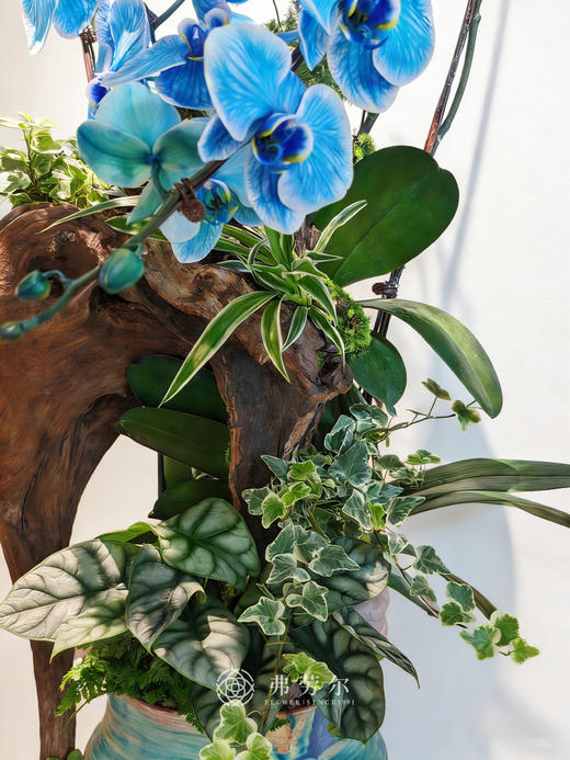 汇通四海-马卡龙蝴蝶兰蓝色 商品图3