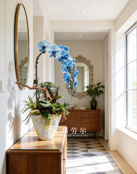 马卡龙蝴蝶兰蓝色