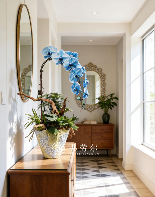 马卡龙蝴蝶兰蓝色 商品图0