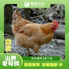 山养老母鸡(白皮) 商品缩略图1