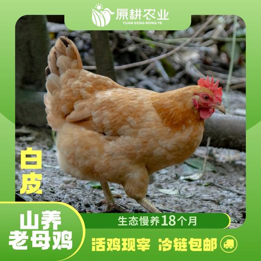 山养老母鸡(白皮) 商品图1