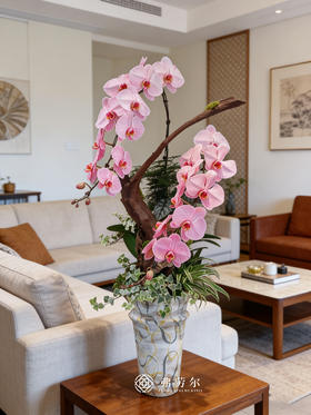 阖家欢乐-马卡龙蝴蝶兰粉色