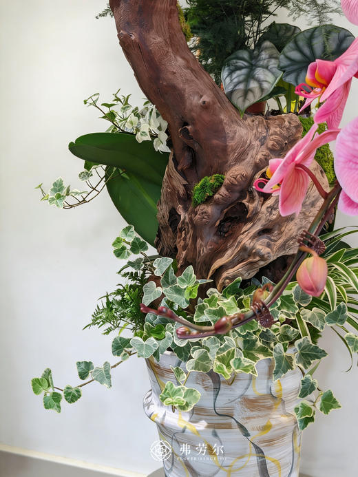 阖家欢乐-马卡龙蝴蝶兰粉色 商品图1