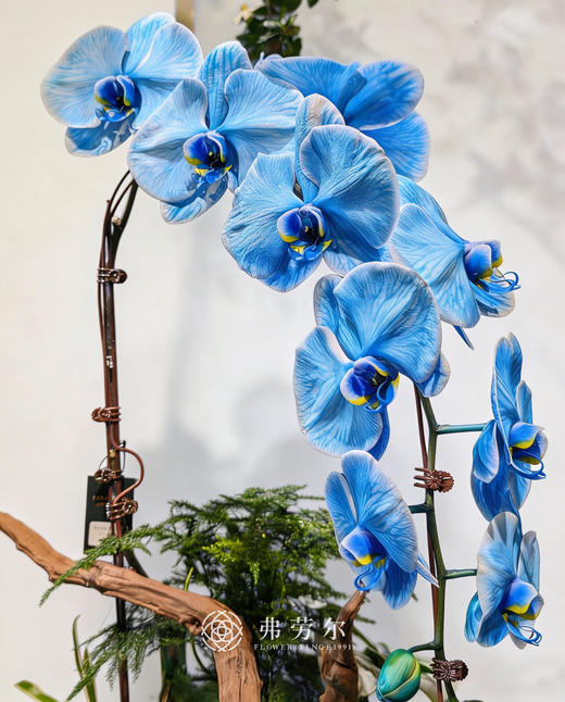 马卡龙蝴蝶兰蓝色 商品图2