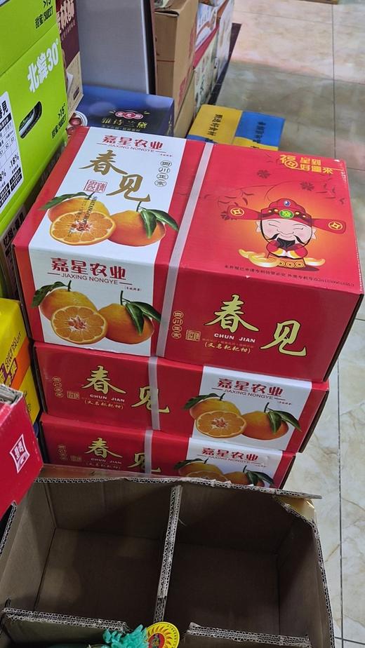 春见耙耙柑 大件 【礼盒】 商品图0