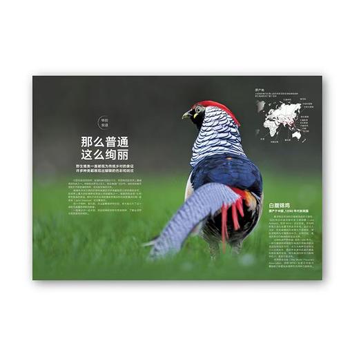 动物志09《记录创造者》 动物世界冠军来领奖 读库 商品图2