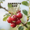 佰斯纳特蔓越莓干238g/150682  果肉饱满 大颗蔓越梅干 商品缩略图2