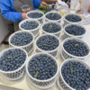 花香蓝莓 15+中果 商品缩略图0