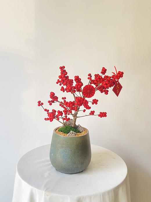 冬青ZWT/298 商品图0