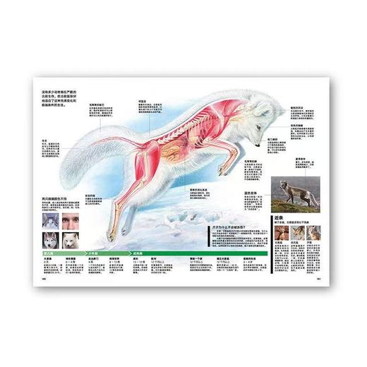 动物志09《记录创造者》 动物世界冠军来领奖 读库 商品图4