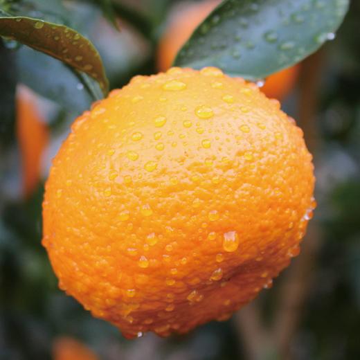 云南高原沃柑（虎柑） 商品图3