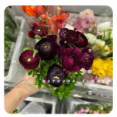鲜花-洋牡丹深红色/1*1扎