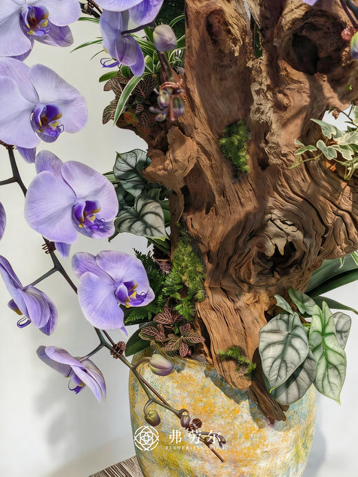 八方来财-马卡龙蝴蝶兰紫 商品图3