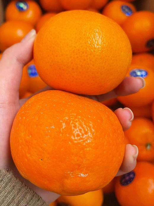 【手慢无9.9元/3斤】广西武鸣沃柑大果 商品图1