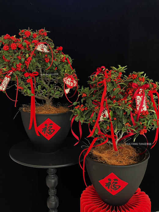 吉祥如意·吉祥果盆景 商品图1