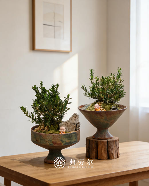 盆景黄杨 商品图1