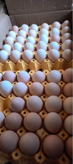 双黄笨鸡蛋50个