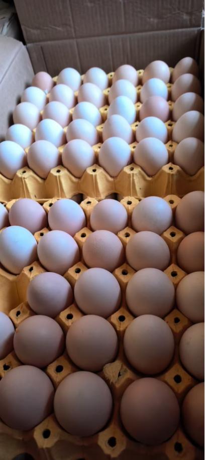 双黄笨鸡蛋50个 商品图0