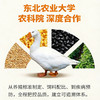 白条鹅（7-8斤） 商品缩略图4