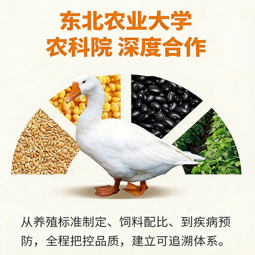 白条鹅（7-8斤） 商品图4