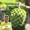 生态释迦果 | 合作生产* Ecological Custard apple | Coproduction 商品缩略图0