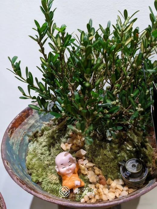 盆景黄杨 商品图3