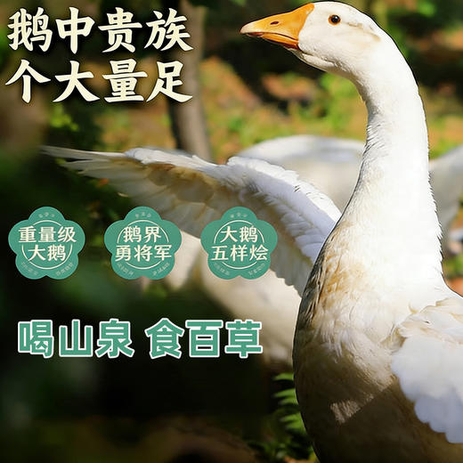 迎春白鹅1.5kg 商品图3