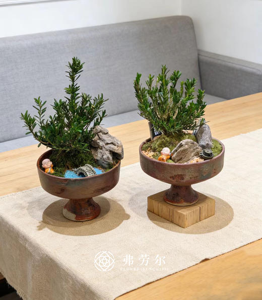 盆景黄杨 商品图0