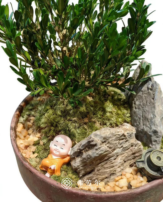 盆景黄杨 商品图2