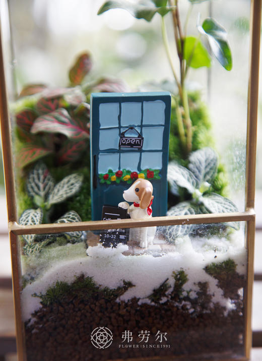 苔藓微景观 商品图2