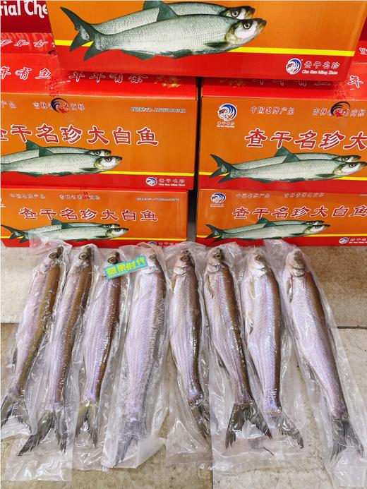 精品大白鱼一箱 商品图0