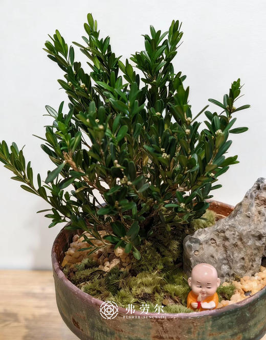 盆景黄杨 商品图4