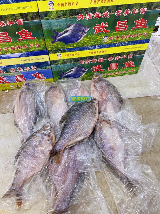 查干名臻武昌鱼一箱 商品图3
