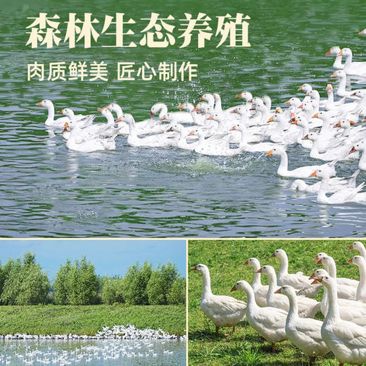 迎春白鹅1.5kg 商品图2