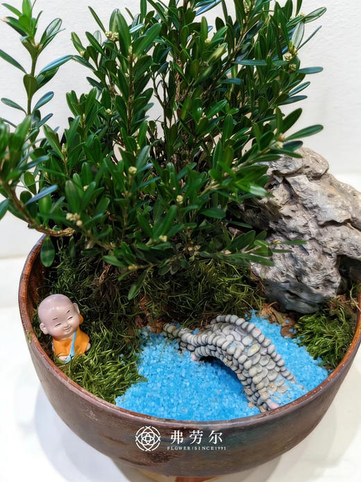 盆景黄杨 商品图5