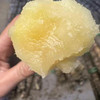 超大甘蔗 商品缩略图1