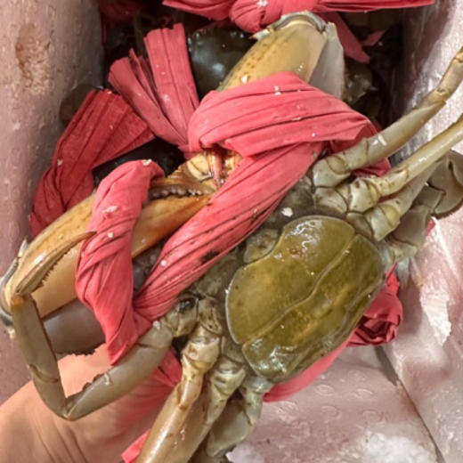 超大红母鲟 按斤数称重 商品图1