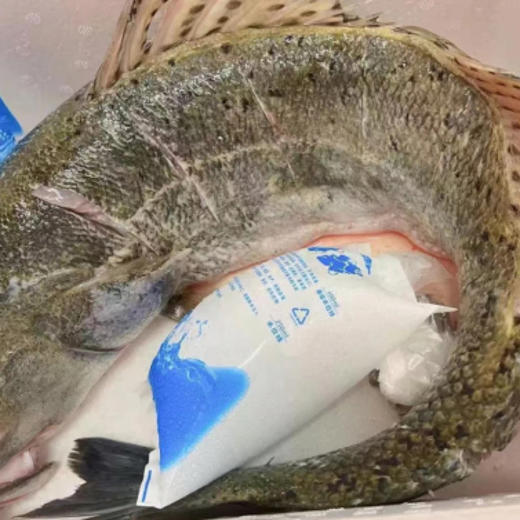 沙浦海钓鲈鱼 每日新鲜到货 商品图2
