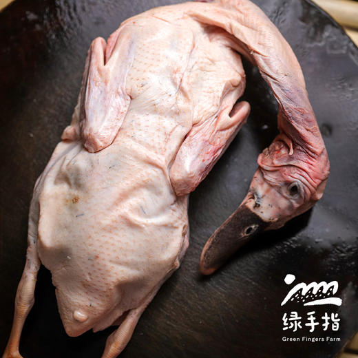 生态上海绿头鸭/酱鸭 | 合作生产* Eco mallardk |  Partner Production 商品图2