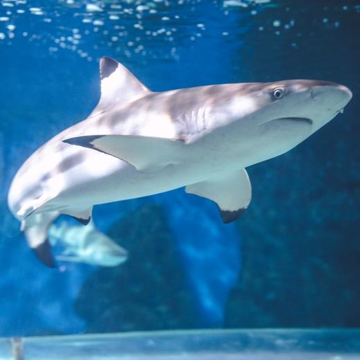 罗源湾海洋世界儿童季卡【LY】 商品图2