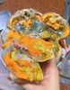 超大红母鲟 按斤数称重 商品缩略图2